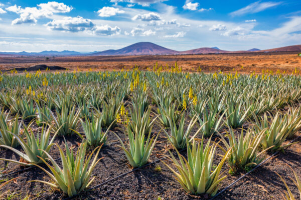 Aloe vera plantations