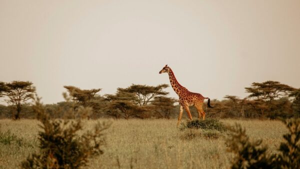 Serengeti